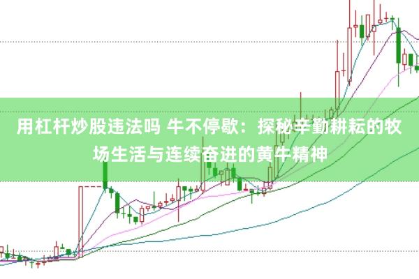 用杠杆炒股违法吗 牛不停歇：探秘辛勤耕耘的牧场生活与连续奋进的黄牛精神